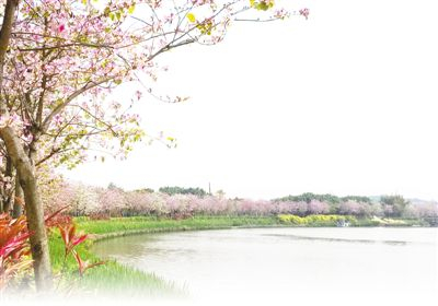 保護和修復，讓海珠濕地成為廣州市中心的生態樂園